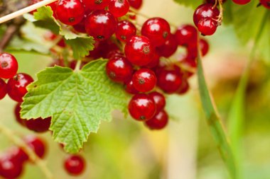 Bush somun meyve. Olgun tüylü somun hasat. Yeşil bir arka plan üzerinde kırmızı meyve.