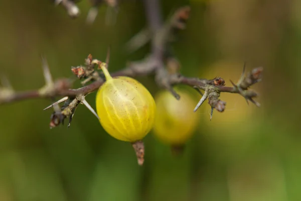 Gooseberry on a bush in the garden. Gooseberry fruit on a green — Stock Photo, Image