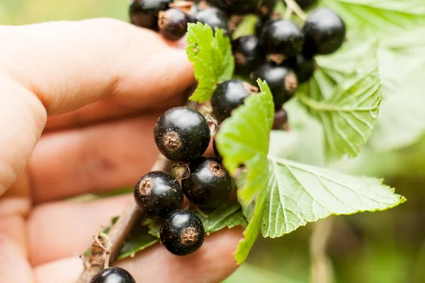 Schwarze Johannisbeeren am Strauch zupfen. Ernte der reifen flauschigen bla — Stockfoto