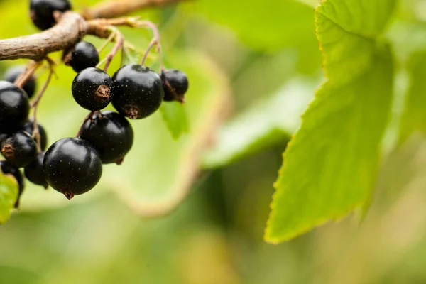 Schwarze Johannisbeeren am Strauch. Ernte der reifen flauschigen Schwarzwurzel — Stockfoto