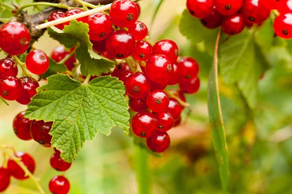 Rote Johannisbeeren Auf Dem Strauch Ernte Der Reifen Flauschigen Roten — Stockfoto