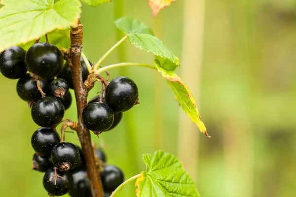 Feketeribizli gyümölcs a bokor. Termése érett puha blackcurr — Stock Fotó