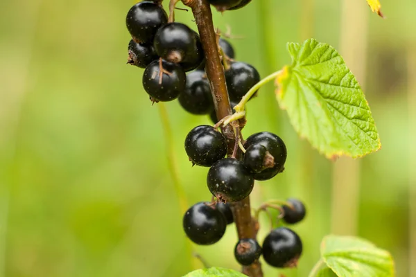 Schwarze Johannisbeeren am Strauch. Ernte der reifen flauschigen Schwarzwurzel — Stockfoto