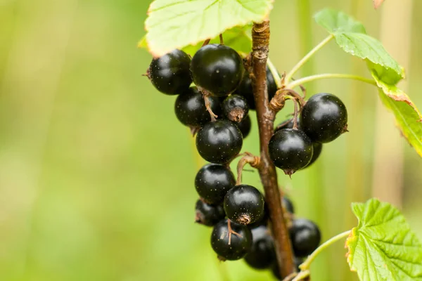 Blackcurrant fruit on the bush. Harvest of ripe fluffy blackcurr — Stock Photo, Image