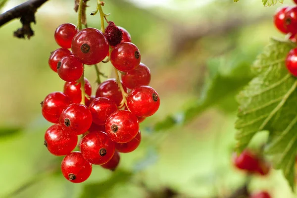 Red Currant Fruit Bush Harvest Ripe Fluffy Red Currant Red — Stock Photo, Image
