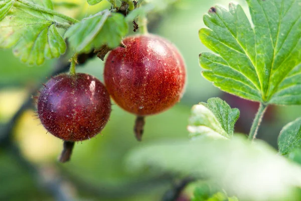 Rote Stachelbeere an einem Strauch im Garten. Stachelbeerfrucht auf einem gr — Stockfoto