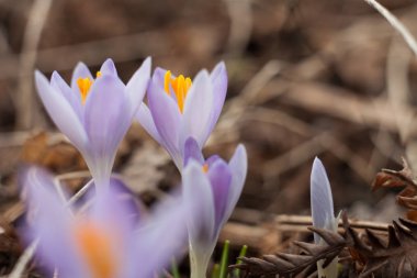 Mor bahar crocus. Çiçek açan çiğdemler açıklıkta. Safran üzerinde bitki. Çiçekler makro whit üzerinde arka plan bulanıklık.