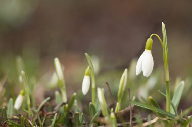 Baharın ilk işareti. Küçük beyaz tek kardelen zil.