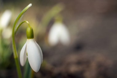 Baharın ilk işareti. Küçük beyaz tek kardelen zil.