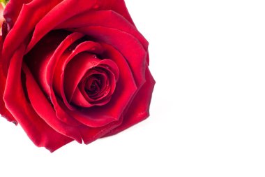 Kırmızı gül ve beyaz arka plan üzerinde yaprakları. Yaprakları kırmızı gül closeup. 