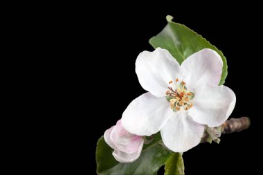 İzole saf siyah arka plan üzerine beyaz çiçek elma ağacı.