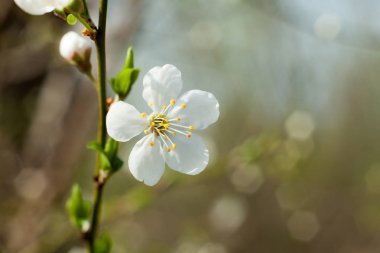 Elma ağacı çiçek dal üzerinde. Baharda açan elma ağacı.