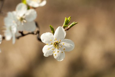 Elma ağacı çiçek dal üzerinde. Baharda açan elma ağacı.