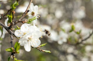 Bombylius büyük, elma ağacı çiçek böcek.