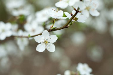 Elma ağacı çiçek dal üzerinde. Baharda açan elma ağacı.