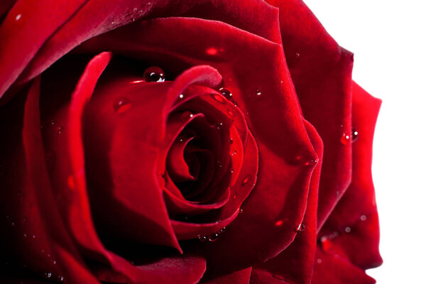 Red rose head on macro with small drops of water.