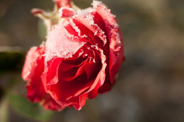 Rosa Rossa Con Cristalli Ghiaccio Acqua Fiore Primaverile Inverno — Foto Stock