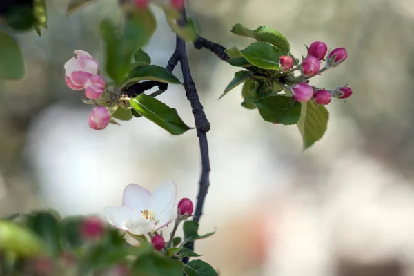 小枝にリンゴの木の花 リンゴの木の春の花 — ストック写真