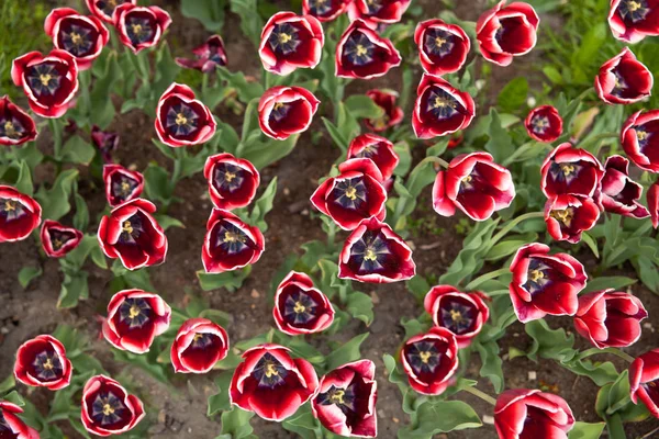 Tulipanes Blancos Rojos Sobre Fondo Textura Jardín Frente Casa — Foto de Stock