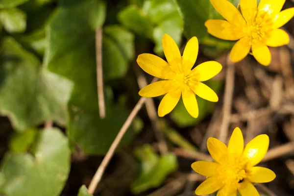 Våren Buttercup Blomma Med Stora Åtta Kronblad Blomställningen Suddig Bakgrund — Stockfoto