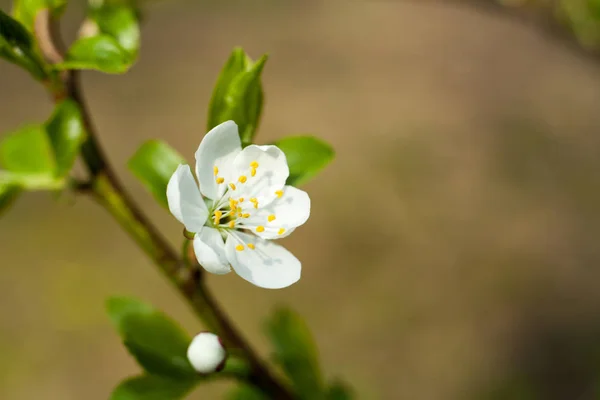 Apple tree flower on twig. Apple tree blossoming in spring.