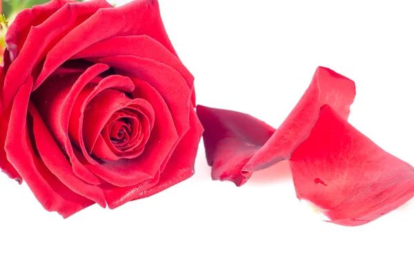 Red Rose Petals White Background Red Rose Closeup Petals Royalty Free Stock Photos