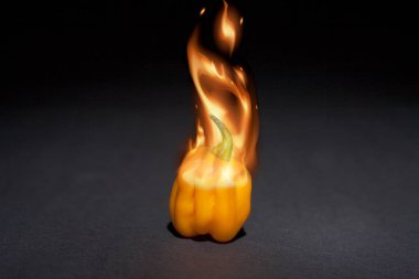 Sarı yanan biber. Taze Habanero, siyah arka plan üzerine çok sıcak baharat.