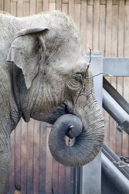 Yerken genç bir fil portresi.