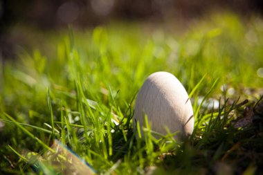 Beyaz yumurta çimenlerin üzerinde.