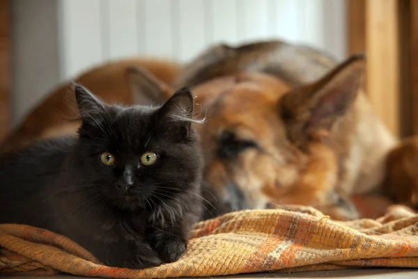 Black cat and sleeping dog. Cat and a sleep German Shepherd.