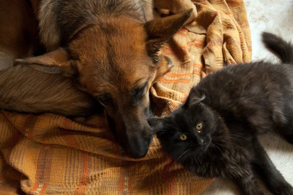 Black cat and sleeping dog. Cat and a sleep German Shepherd.