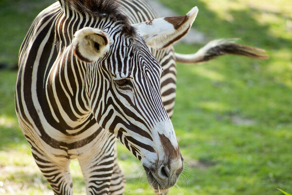Portrait of a zebra on a background of green grass.