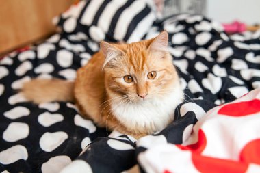 Kırmızı ev kedi yatakta küçük ve şirin. Güzel bakımlı, yerli kedi. Retro iklim ve renkler. Siyah ve beyaz, nokta malzeme. 
