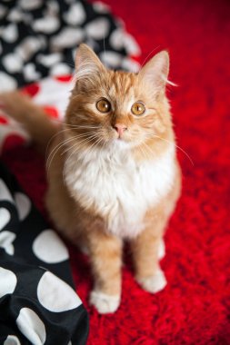 Kırmızı ev kedi yatakta küçük ve şirin. Güzel bakımlı, yerli kedi. Retro iklim ve renkler. Siyah ve beyaz, nokta malzeme. 