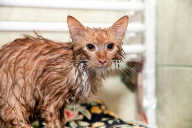 Islak kedi banyo sonra. Yavru kedi bir pembe havlu ile sarılmış. Bir banyo sonra memnun evde beslenen hayvan