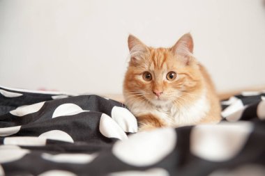 Kırmızı ev kedi yatakta küçük ve şirin. Güzel bakımlı, yerli kedi. Retro iklim ve renkler. Siyah ve beyaz, nokta malzeme. 