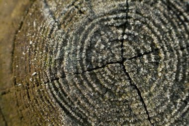 Buz kristalleri su ile bir ağaç halkaları.