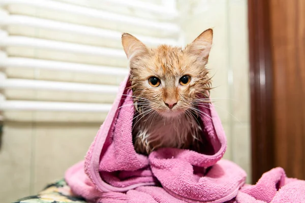 Islak kedi banyo sonra. Yavru kedi bir pembe havlu ile sarılmış. Bir banyo sonra memnun evde beslenen hayvan