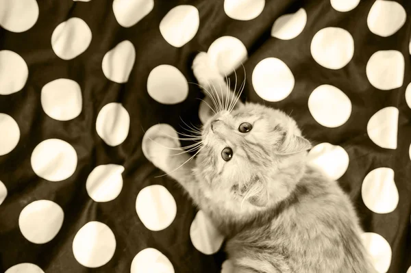 Czerwony Dom Małe Słodkie Kot Łóżku Piękne Zadbane Domowych Kot — Zdjęcie stockowe
