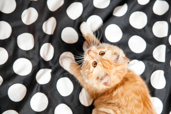 Red Home Pequeno Bonito Gato Cama Bonito Bem Cuidado Gato — Fotografia de Stock