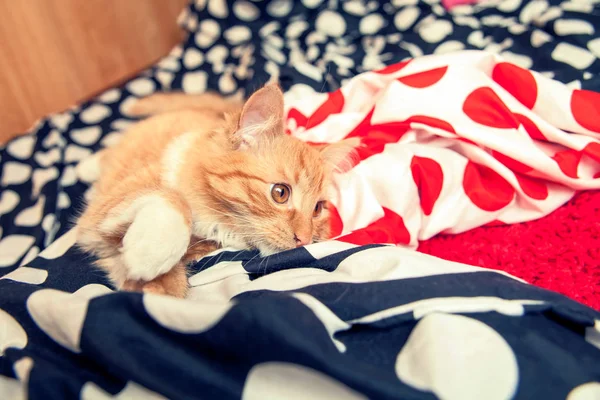 Red Home Pequeno Bonito Gato Cama Bonito Bem Cuidado Gato — Fotografia de Stock
