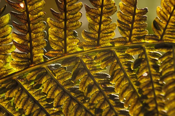 Macro Photographie Polypodie Forêt Feuilles Plantes Coucher Soleil — Photo