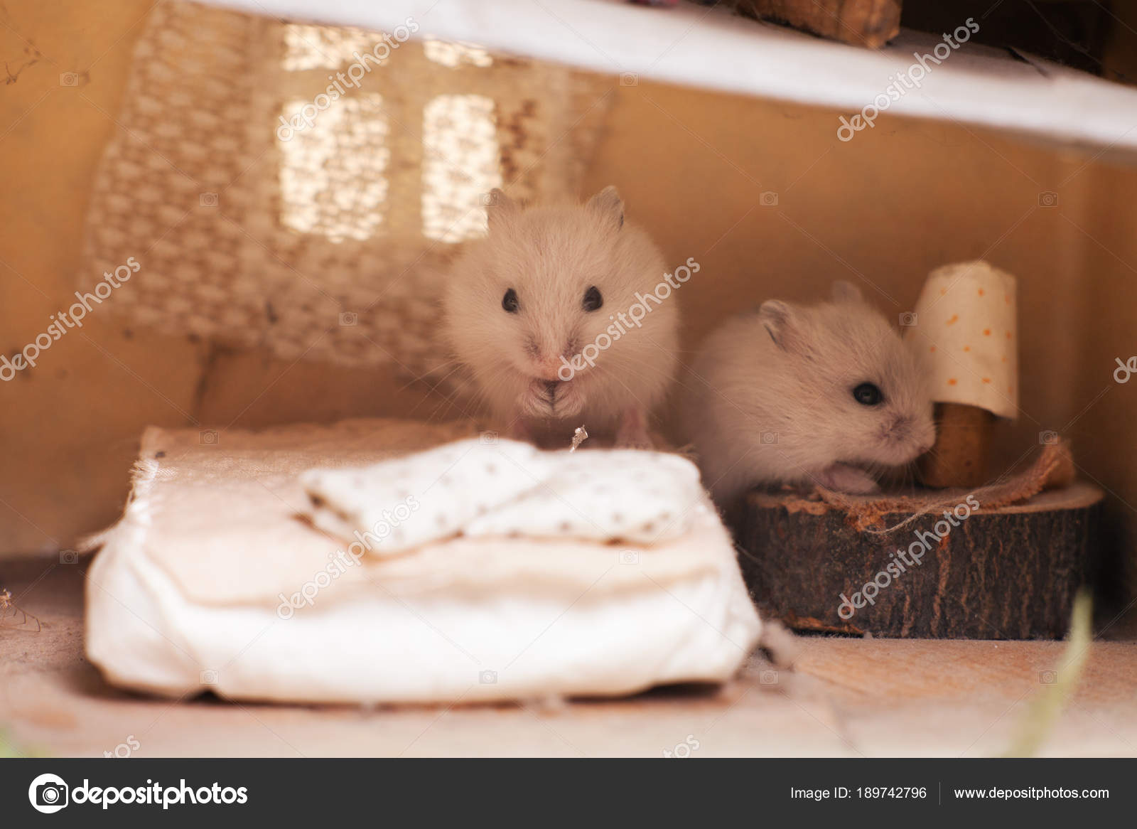 hamster bed