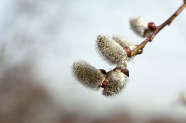 Söğüt'teki Kedicikleri. İlkbaharda çiçekli ağaç. Kedi cikleri dalı. Paskalya Sembolü.