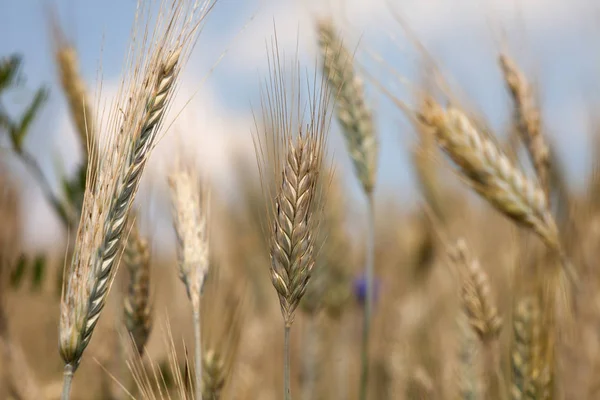 One ear of grain on a natural background. Isolated corn on blur background.