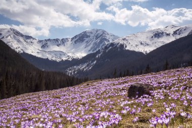 Çiğdemler dağlarda, Polonya dağlar Tatry, Zakopane, Dolina Chocholowska. Dağlarda mor çiğdemler.