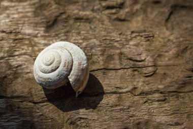 Boş salyangoz kabuğu. Roma salyangoz kabuğu kireçlenme. Ahşap üzerine beyaz salyangoz kabuğu.