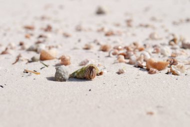 Bir ışık yeşil Kabuk Yengeç. Kabuklu deniz ürünleri sahilde bir kabukta gizler.