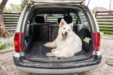 Büyük beyaz İsviçre çoban arabada. Köpek arabada taşıyor. A köpek ile seyahat.