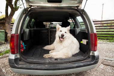 Büyük beyaz İsviçre çoban arabada. Arabada köpek taşıma. 